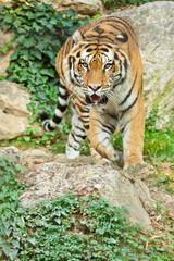 Sibirischer Tiger (Panthera tigris altaica)