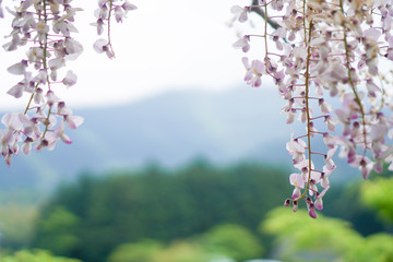 Selective focus of beautiful colorful flowers with summer bokeh background.vintage color style.