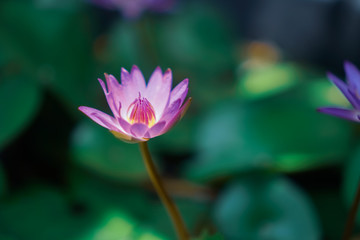 Selective focus of beautiful colorful flowers with summer bokeh background.vintage color style.