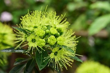 Closeup photo of green flowers on a bright day