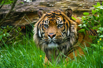 Sumatra-Tiger (Panthera tigris sumatrae)