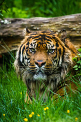 Sumatra-Tiger (Panthera tigris sumatrae)