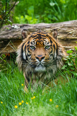 Sumatra-Tiger (Panthera tigris sumatrae)