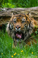 Sumatra-Tiger (Panthera tigris sumatrae)