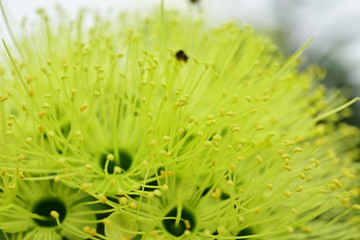 Macro photos of green flowers and small bees