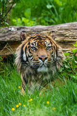 Sumatra-Tiger (Panthera tigris sumatrae)