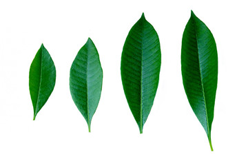Fototapeta premium green leaves isolated on white background