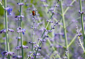 Lady Bug among Sage