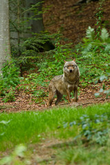 Wolf oder Grauwolf (Canis lupus) in Deutschland
