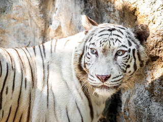 Close up White Bengal Tiger Isolated on Background