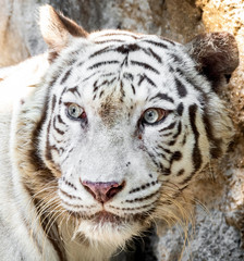 Close up Head of White Bengal Tiger Isolated on Background