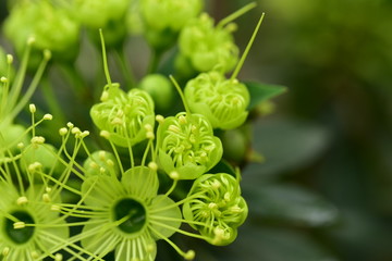 Macro photos of green flowers and small bees