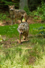 Naklejka na ściany i meble Wolf oder Grauwolf (Canis lupus) in Deutschland