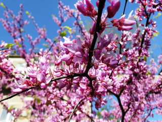 Flowering branches of the eastern Cercis canadensis tree.