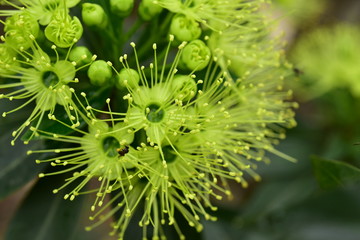 Macro photos of green flowers and small bees