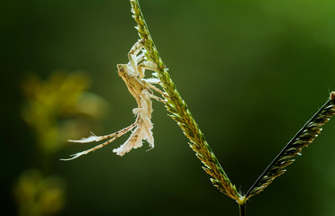 Bug on the grass