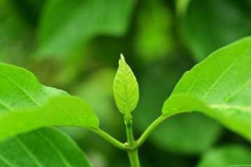 Green leaves used as a background image