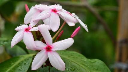 Macro photos of pink flowers with drops of water and small bees.