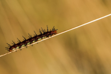 caterpillar 