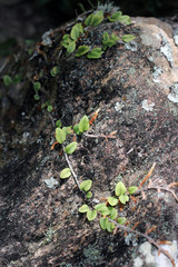 Planta na rocha