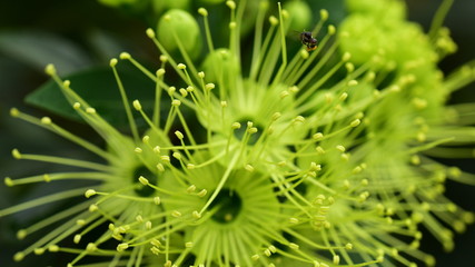 Macro photos of green flowers and small bees