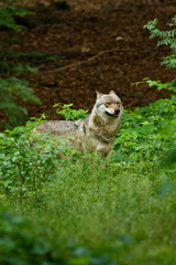 Wolf oder Grauwolf (Canis lupus) in Deutschland