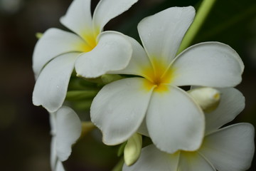 Macro photo of a yellow-white flower with droplets condensing and small bees.