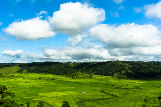 Paddy Fields In Khasi And Jaintia Hills Of Meghalaya