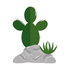 Cactus over rock design, Plant desert nature tropical summer mexico and western theme Vector illustration