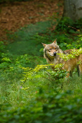 Wolf oder Grauwolf (Canis lupus) in Deutschland