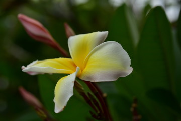Colorful white flowers in the garden. Plumeria flower blooming