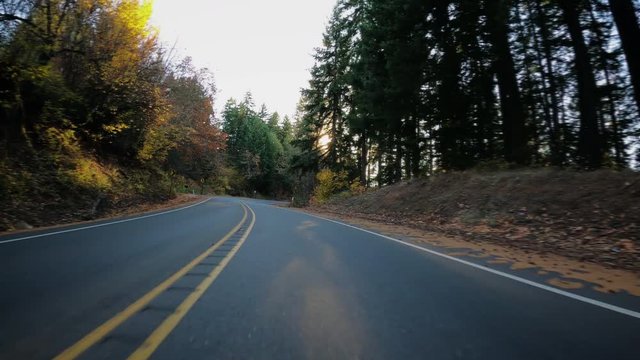 Driving Up Curvy Road In Forest Park On A Sunny Autumn Day, Portland, Oregon