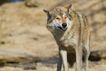 Timberwolf oder Amerikanischer Grauwolf (Canis lupus lycaon)