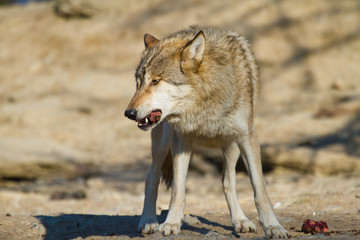 Timberwolf oder Amerikanischer Grauwolf (Canis lupus lycaon)