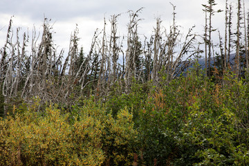 Skagway, Alaska / USA - August 10, 2019: White pass landscape view, Skagway, Alaska, USA