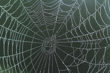 spider web with dew drops