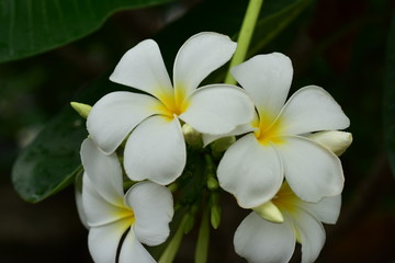 Macro photos of yellow-white flowers with dew drops