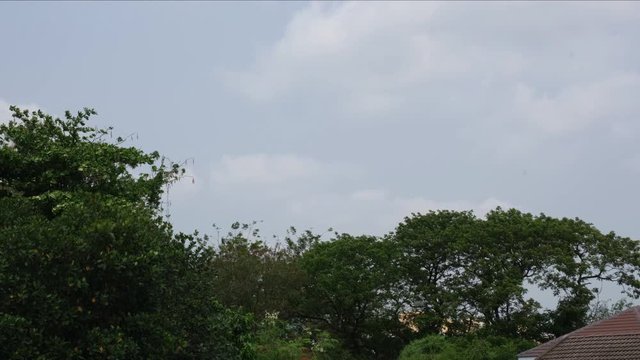 group of big green forest tree blowing on windy. fr.esh air and environment beauty cloud and sky