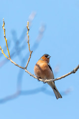 beautiful small beautiful bird, common chaffinch (Fringilla coelebs) perched on the branch, songbird in nature. Europe Czech Republic wildlife