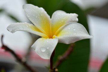Macro photos of yellow-white flowers with dew drops