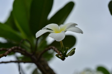 Colorful white flowers in the garden. Plumeria flower blooming