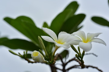Colorful white flowers in the garden. Plumeria flower blooming