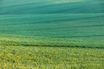 Obraz premium Beautiful green spring rural landscape with green field. Rural landscape. Spring landscape. Yellow rape field in countryside. Beautiful Czech highland countryside