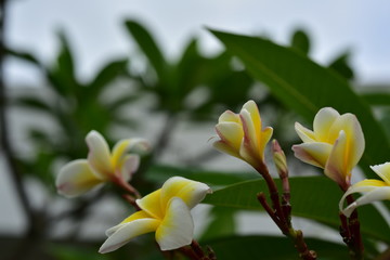 Colorful white flowers in the garden. Plumeria flower blooming