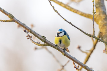 common bird Eurasian blue tit (Cyanistes caeruleus) in the nature perched on tree branch. Czech Republic wildlife