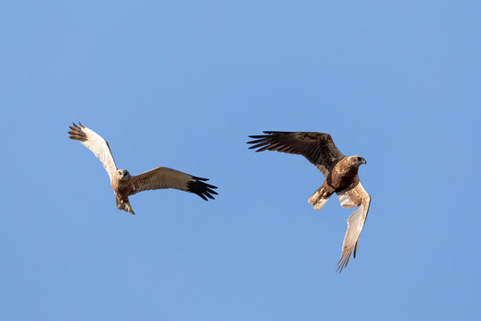 Birds of prey - couple of Marsh Harrier (Circus aeruginosus), male and female landing on the blue sky. Czech Republic, Europe Wildlife