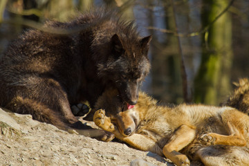 Timberwolf oder Amerikanischer Grauwolf (Canis lupus lycaon)