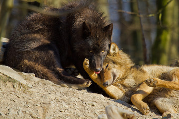 Timberwolf oder Amerikanischer Grauwolf (Canis lupus lycaon)