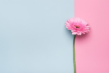 Elegant gerbera flower on Minimal geometrical paper background. Happy Mother's Day or Birthday greeting card