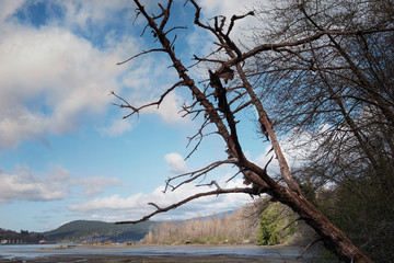 Silhouette of a tree on a background of trees in rainforest of British Columbia, forest background.
